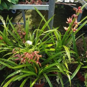 CYMBIDIUM HYBRID 4,5L