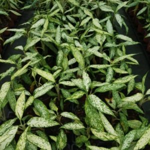 DIEFFENBACHIA STAR BRIGHT 2 L