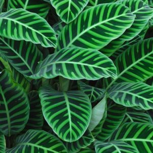 CALATHEA ZEBRINA 2 L