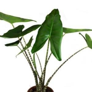 ALOCASIA ZEBRINA D14