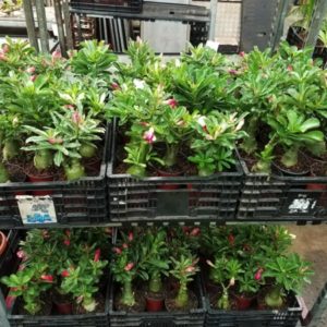 ADENIUM OBESUM D14