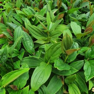 MEDINILLA MYRIANTHA 3 L