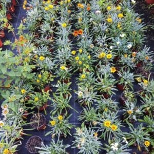 GAZANIA RIGENS D12