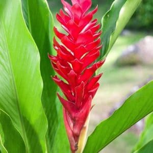 ALPINIA PURPURATA 2 L