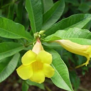 ALLAMANDA VARIE 2 L