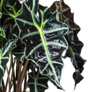 ALOCASIA AMAZONICA D14