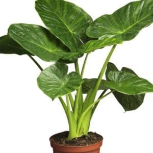 ALOCASIA CALIDORA D14