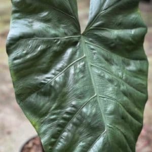 ALOCASIA METALLICA 3 L