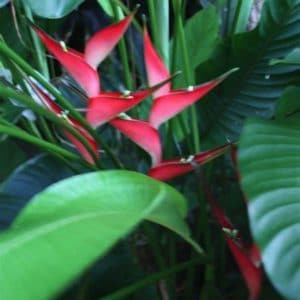 HELICONIA STRICTA 2 L